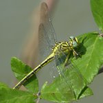 Stylurus flavipes - Foto N. Scatassi